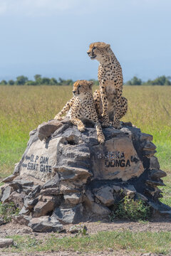 Two cheetahs lie and sit on cairn