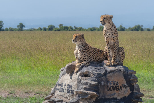 Two cheetahs looking for prey from cairn