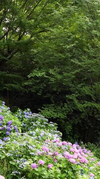 【縦動画】深い新緑の森と色鮮やかな紫陽花、コピースペースが広い初夏の飛鳥の小径（東京都北区王子）