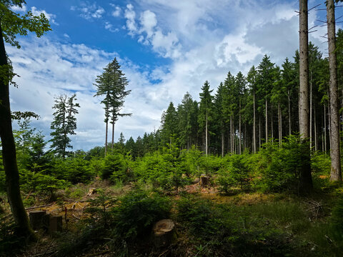 germany, vast forest clearing surrounded by thriving woodland creating uplifting summer black forest panorama