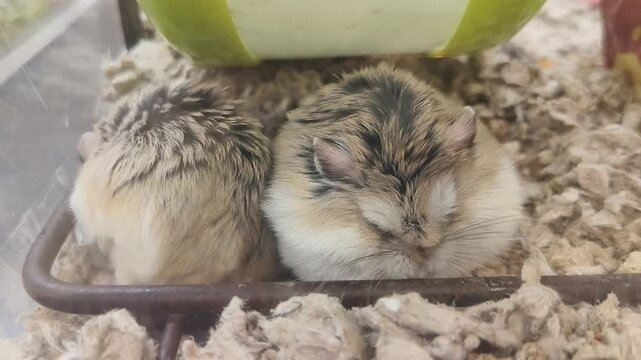 Close-up shot two Roborovski hamsters (the smallest species of dwarf hamster) resting side-by-side. They are situated in a clean enclosure filled with soft, gray recycled paper bedding.