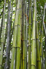 Obraz premium Green bamboo forest at Chengdu Research Base of Giant Panda Breeding