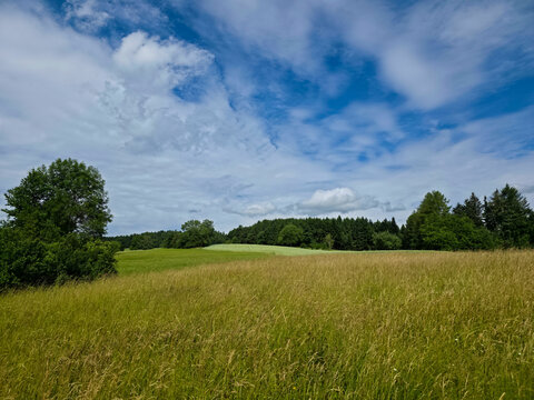 germany, expansive meadow and forest edge panorama showcasing lush trees and radiant summer black forest beauty