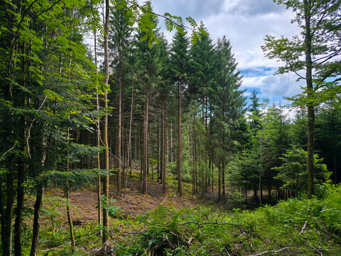 germany, peaceful forest clearing surrounded by thriving conifers beneath bright summer skies in black forest