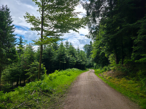 germany, inviting hiking path winding through majestic conifer forest offering unforgettable black forest adventure