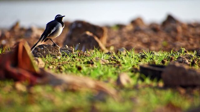 A beautiful White-browed Wagtail (Motacilla maderaspatensis) perches by a tranquil lake in an Indian bird sanctuary, showcasing serene wildlife.