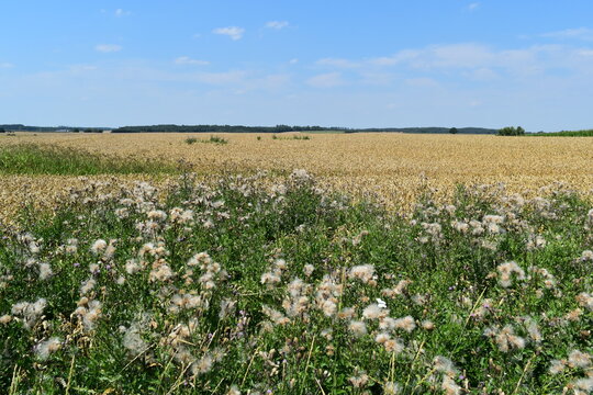 Acker-Distel, Cirsium arvense (L.) Scop, Bl&uuml;te, Weizenbestand