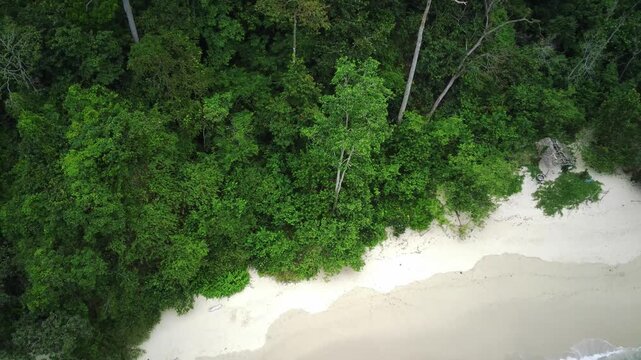 Aerial view of a pristine white sand beach lined with dense green forest and tall trees at Teluk Ijo, Banyuwangi, East Java, Indonesia.