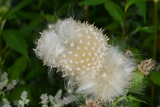 Kratzdistel, Gew&ouml;hnliche,  Cirsium vulgare, Samen, Samenstand