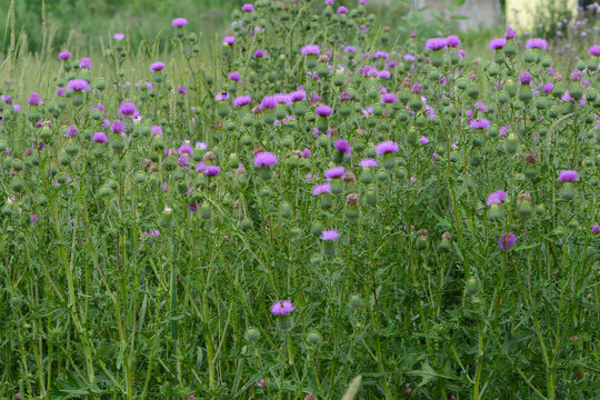 Kratzdistel, Gew&ouml;hnliche,  Cirsium vulgare,  Bl&uuml;te, Pflanzengruppe