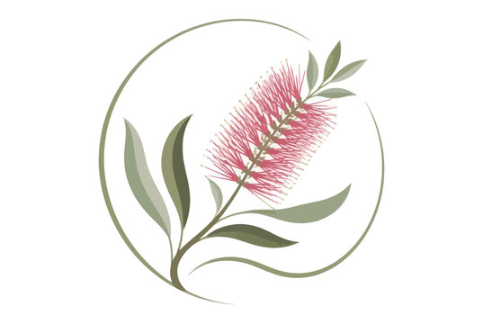 Light pink Bottlebrush flower illustration with green foliage circle.