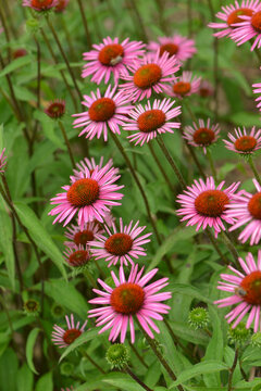  Purpur-Sonnenhut,  Roter Scheinsonnenhut,  Echinacea purpurea, bl&uuml;hende Einzelpflanzen