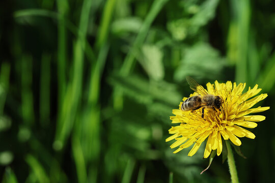 Close-up shot of a hard-working honey bee gathering pollen on a bright yellow dandelion flower. This nature image features a blurred green grass background with plenty of copy space, perfect for sprin