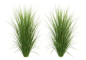 Fototapeta premium Green ornamental grass clumps with long thin leaves