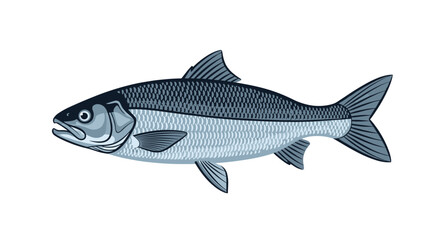 Fototapeta premium Realistic illustration of a silver and blue fish showing detailed scales and fins against a plain white background for biology.