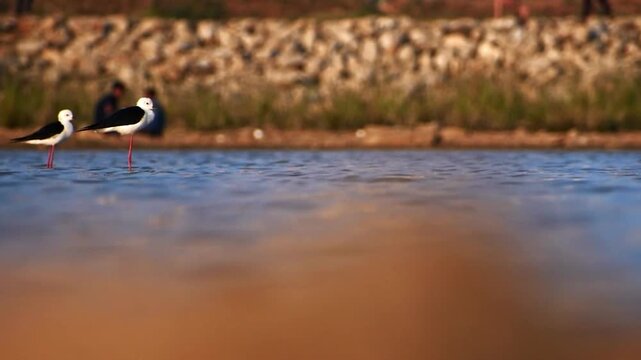 Two elegant black-winged stilts wade gracefully in the calm waters of a scenic lake, showcasing beautiful wildlife in their natural habitat.