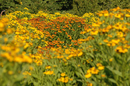 Sonnenbraut, Gew&ouml;hnliche Sonnenbraut, Helenium autumnale, Sonnenbraut-Hybriden, Garten, bl&uuml;hende Staudengruppen