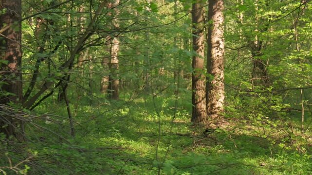 Explore a lush green forest with tall trees and thick underbrush on a sunny day in spring