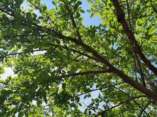 Fototapeta premium Mulberry tree with green leaves and ripening berries against blue sky, bottom view