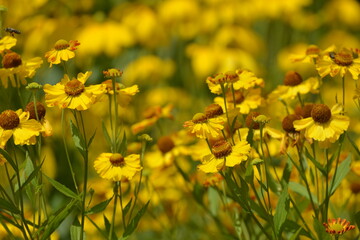 Obraz premium Sonnenbraut, Purpur-Sonnenbraut, Helenium flexuosum, blühende Einzelpflanzen in einer Pflanzengruppe