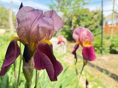 Beautiful iris flowers in garden on sunny day, selective focus