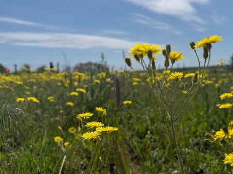 Bright yellow flowers in meadow under blue sky, closeup