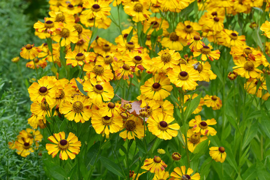 Sonnenbraut, Helenium, Rauchtopas, bl&uuml;hende  Pflanzengruppe, Gartenbeet