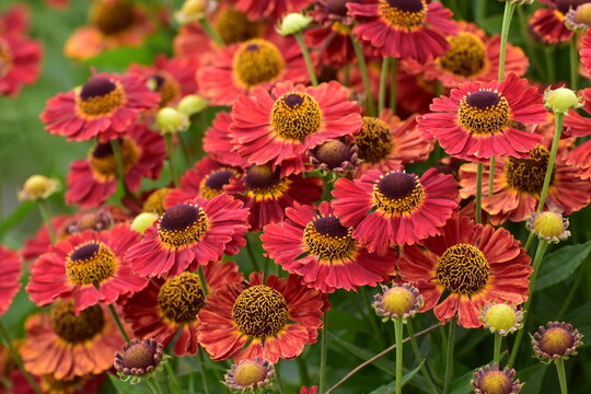 Sonnenbraut, Helenium, Salsa, bl&uuml;hende  Pflanzengruppe, Gartenbeet