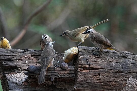 The smooth-faced bulbul lives in the wild in the forest.