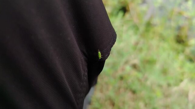Macro shot of a tiny green insect on dark fabric cloth