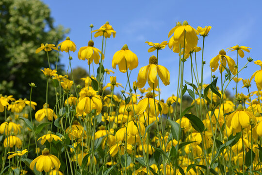 Sonnenhut, Fallschirm Sonnenhut,  Rudbeckia nitida, Herbstsonne,  Bl&uuml;te,  Beetausschnitt