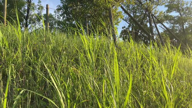  夏の強い日差しを浴びる瑞々しい緑の草むらと青空