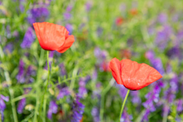 Fototapeta premium champ de coquelicots 