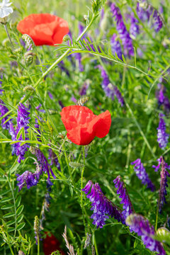 champ de coquelicots 