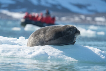 Naklejka premium Bearded seal (Erignathus barbatus) on an iceberg, with expedition cruise ship passengers in the background, in Bjornfjorden, Svalbard, Norway