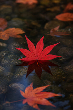 Red maple leaf floating water reflection Japanese garden autumn vertical