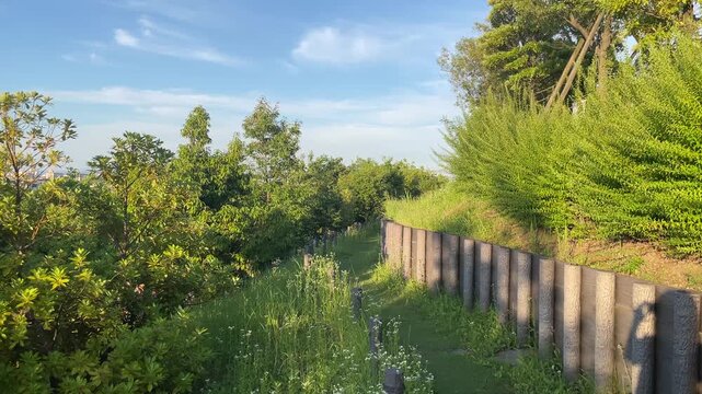 初夏の爽やかな風が吹き抜ける緑豊かな公園の遊歩道