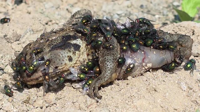 
Side view close up of a roadkilled toad carcass on day one, covered with green flies

