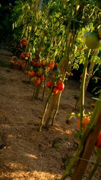Tomato harvest in the garden. Selective focus.