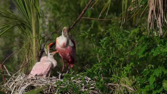 Two baby roseate spoonbill chicks in the nest begging for food with a parent