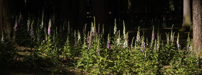Foxgloves on the mountain Jarnik at Pisek, South Bohemian Region, Czech Republic, Europe  © kstipek