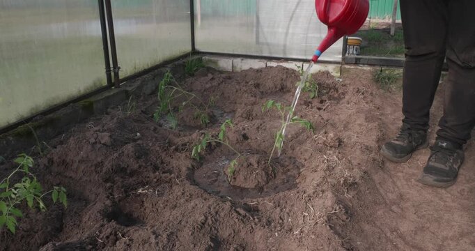 Unrecognizable person using a red watering can to irrigate freshly planted young tomato seedlings in a vegetable garden bed inside a small, personal greenhouse during the spring planting season