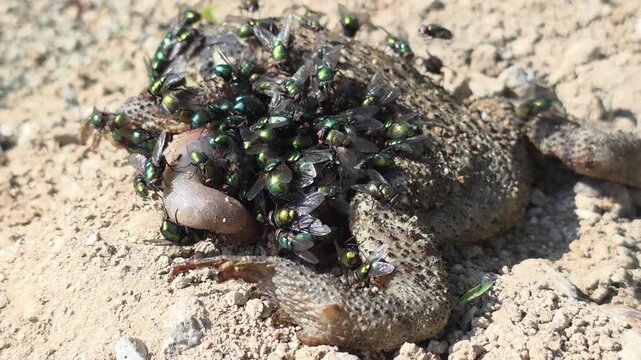 
Back view of a dead toad carcass on the first day of roadkill, showing bumpy skin and flies #001

