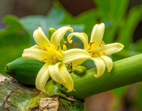 Pale Yellow Papaya Flowers Blooming on Green Papaya Trunk in Tropical Garden