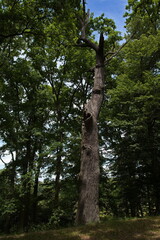 Fototapeta premium Dead tree on the dam of pond Rozmberk,South Bohemia,Czech Republic,Europe 