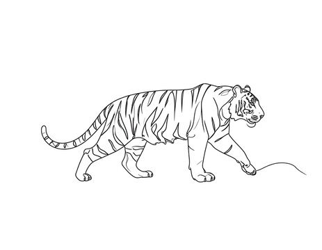 A black line drawing of a walking tiger with its mouth open