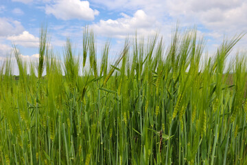 Fototapeta premium Young green barley ears stretch upward against a picturesque summer sky. Bright sun rays illuminate the juicy stalks of the cereal crop, emphasizing their natural texture. 