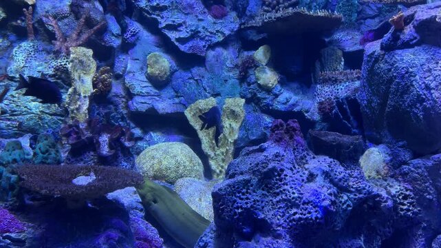 Tropical Coral Reef Aquarium With Yellowtail Fusilier Caesio Cuning Swimming Among Platygyra Brain Corals