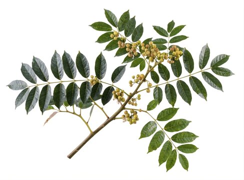 Toxicodendron Vernicifluum Poisonous Lacquer Tree Branch on White Background