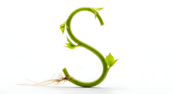 Creative alphabet letter S shaped from green plant sprout with roots isolated on white background
